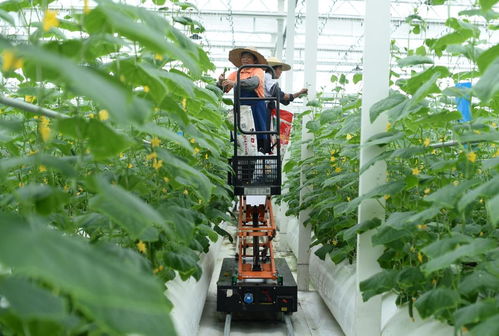 新華網長三角頻道 解碼旅游業務新生態，賦能區域文旅高質量發展